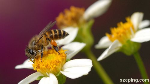 bee_03_rs.JPG
