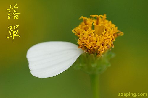 flower1.jpg
