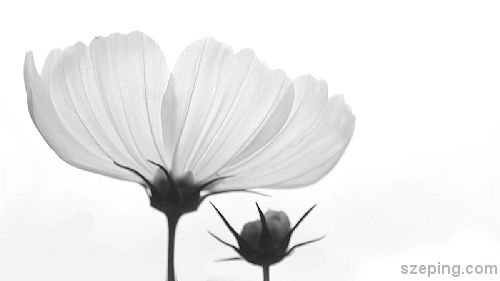 flower_bright_rs.JPG