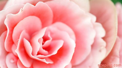flower_pink_rs.JPG