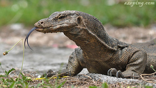biawak1.jpg