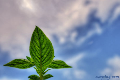 leaf_hdr.jpg