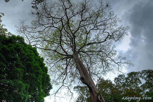 tree_hdr.jpg