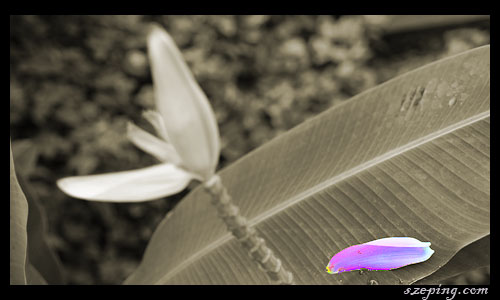 flower.jpg