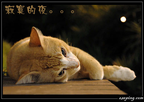 cat-sleep-copy.jpg