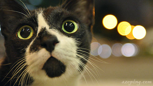 cat_bishan1.jpg