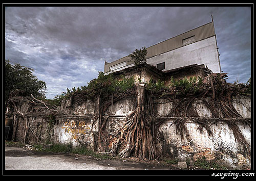 muar_ta-prohm_1.jpg