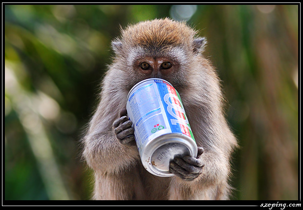 monkey1.jpg