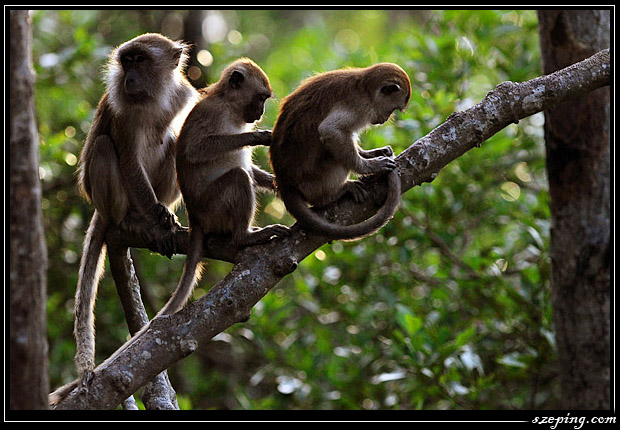 monkey10.jpg
