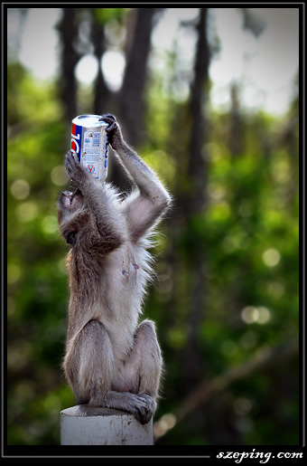 monkey2.jpg