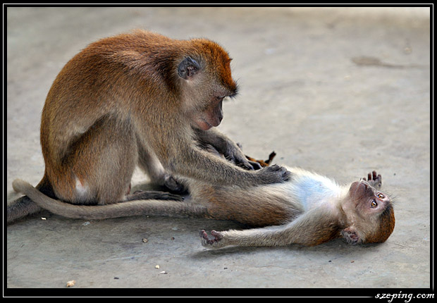 monkey3.jpg