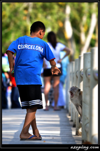 monkey4.jpg