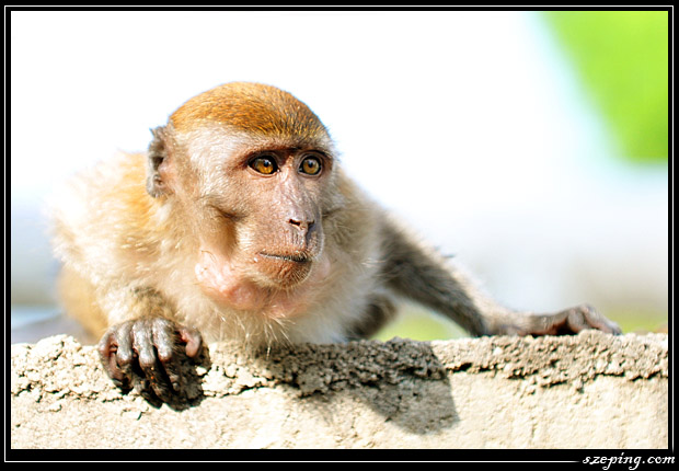 monkey5.jpg