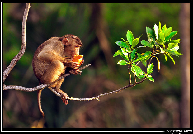 monkey7.jpg