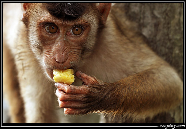 monkey8.jpg