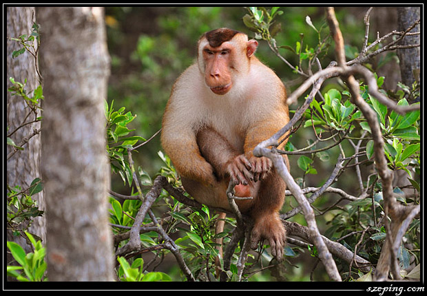 monkey9.jpg