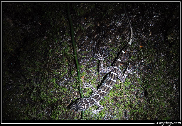 mulu_gecko.jpg