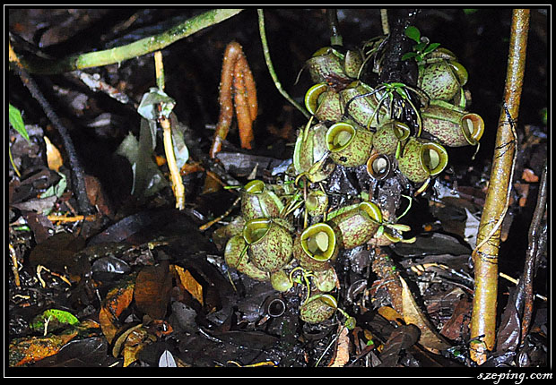 mulu_pitcher.jpg