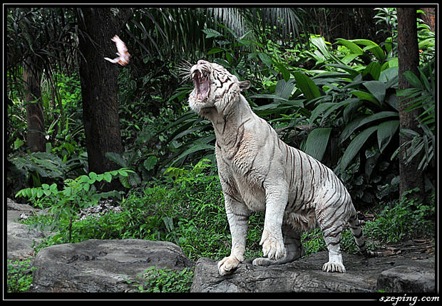 tiger-greet.gif