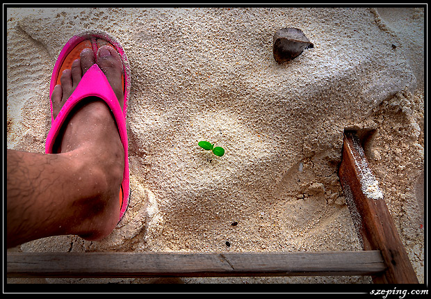 phuket-129-khainok3.jpg